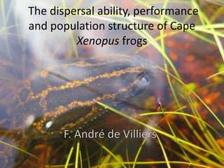 The dispersal ability, performance
and population structure of Cape
Xenopus frogs
 