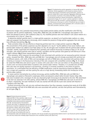 ©2014NatureAmerica,Inc.Allrightsreserved.
protocol
nature protocols | VOL.9 NO.2 | 2014 | 243
fluorescence images and ζ-potential measurements of dye-loaded particles before and after modification with FITC-PLL.
To prepare cells for particle modification, human MSCs, MIN6 beta cells and RAW 264.7 macrophages were plated in T25
flasks and allowed to grow to 70% confluence (Step 41). PLL-modified particles were then diluted in cell culture medium at a
concentration of 0.3 mg ml−1 (Step 42).
To determine whether particles were in a single particle suspension, we placed 5 µl of particle-laden medium on a glass
slide and analyzed it by fluorescence microscopy, which revealed the presence of large particle aggregates that cells would
have difficulty internalizing (Fig. 5a).
Probe sonication (Step 43) was effective at dispersing particles back into a single particle suspension (Fig. 5b).
The concentration of the particle suspension was then adjusted to 0.1 mg ml−1 by the addition of low-serum medium, and
particle-laden medium was added to each flask (Steps 44–46). All cell types were incubated with the particle-laden medium
overnight, washed, trypsinized and analyzed by flow cyto­metry and confocal microscopy according to Steps 47–49. For all
cell types, cells without particles were used as controls, and debris and free particles were gated out with BD Accuri’s CFlow
analysis software (Fig. 6 shows representative gating for MSCs).
Flow cytometry, which measures the percentage of cells associated with particles but not necessarily particle internali-
zation, revealed that MSCs, MIN6 beta cells and RAW 264.7 macrophages were all strongly associated with particles but
to different extents, with 94% of MSCs and macrophages and 46% of MIN6 beta cells associated with particles (deter-
mined by an increase in the fluorescence intensity of the cells compared with unmodified controls) (Fig. 7). It should
be noted that MIN6 beta cells tend to grow in clusters with some cells in the core and others on the periphery. These
clusters were not disassociated before incubation with particle-laden medium. Therefore, it is possible that all MIN6
beta cells were not equally exposed to microparticles, resulting in increased variability in the extent of particle
association. It is anticipated that the efficiency of MIN6 modification could be improved by dispersing MIN6 cells
into a single-cell suspension and then plating the cells at a high density immediately before the introduction of the
particle-laden medium.
To assess particle internalization by confocal microscopy, particle-modified MSCs, MIN6 beta cells and RAW 264.7
macrophages were plated on fibronectin-coated glass dishes and allowed to attach before formalin fixation (Step 49B).
Cells were incubated until a monolayer of cells was observed by light microscopy to be attached to the dish. MSC attachment
to the dish was observed 5 min after plating, whereas RAW 264.7 macrophages and MIN6 beta cells took 10 and 40 min
to attach, respectively. The outer membrane of cells was stained with DiO and the nuclei were stained with Hoechst in
accordance with Step 49B.
Confocal microscopy of the cells not only confirmed observations from flow cytometry, revealing that nearly all of the MSCs
and macrophages and half of the MIN6 beta cells were associated with particles, and also that particles were internalized by
all cell types (Fig. 7).
a b
Sonication
Figure 5 | Troubleshooting particle aggregation to improve MSC uptake
of particles. Particle aggregation can be caused by numerous factors,
including high particle concentration during preservation, presence of
excessive residual PVA or weak ζ-potential. Aggregation effectively reduces
the concentration of particles in the medium that MSCs are capable
of internalizing (leading to reduced internalization). (a,b) Shown are
representative images of a 0.1 mg ml−1 particle suspension in medium
before (a) and after (b) sonication. If particle aggregation is suspected,
use a fluorescence microscope to confirm (if fluorescent dye was loaded in
particles), and disassociate particle aggregates with a sonication probe or
water-bath sonication. Scale bars, 10 µm.
Figure 6 | Gating fluorescent particle–
engineered MSCs in flow cytometry. (a,b) Forward
scatter but not side scatter is preserved between
unmodified (native) (a) and particle-engineered
MSCs (b). Increased particle internalization
increases side scatter. To adequately measure the
fluorescence of particle-engineered cells and not
free particles or debris, gate (red box labeled
P1) with a range of side scatter larger than the
typical range for cells. Free particles and cell
debris will cluster at the bottom left corner of
the forward/side scatter plot (dashed red circle). Apoptotic cells may be excluded using appropriately labeled annexin V. (c) Fluorescent particle–engineered
cells (red line) should show markedly higher fluorescence than unmodified (native) cells (black line).
a
Forward scatter
0
5,000,00010,000,00015,000,000
Sidescatter
Gate: (No gating)
16,777,215
10,000,000
5,000,000
0
P1
b
0
5,000,00010,000,00015,000,000
Forward scatter
Sidescatter
Gate: (No gating)
16,777,215
10,000,000
5,000,000
0
P1
c
Fluorescence
Count
Gate: (P1 in all)
400
300
200
100
10
1
10
2
10
3
10
4
10
5
10
6
10
7.2
0
 