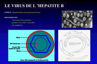 • FAMILLE : Hepadnaviridae, seul représentant humain
•VIRUSRESISTANT:
-7 jours dans l’environnement
-pendant 5 mnà 100°C,10h à 60°C
-à la congélation.
LE VIRUS DE L ’HEPATITE B
 