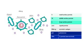 S small surface protein
M middle surface protein
L large surface protein
core capsid protein
HBeAg secreted e antigen
pol polymerase
HBx X protein (non-secreted)
v
v
v
sphere
filament
Dane particle
HBeAg
HBsAg
 