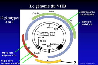 Le génome du VHB
Tiollais, Nature 1985
déterminant a
vaccin/IgHBs
Gène pol
antiviraux
Mt pre-core
Réponse anti-HBe ?
Mt du core
Réponse CTL
10 génotypes
A to J
 