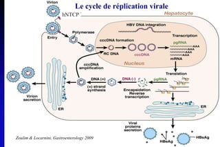 Le cycle de réplication virale
Zoulim & Locarnini, Gastroenterology 2009
hNTCP
 