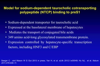 Model for sodium-dependent taurocholic cotransporting
polypeptide (NTCP) binding to preS1
Seeger C , and Mason W S Gut 2013 in press; Yan H, et al. eLife 2012;1:e00049; Hu NJ, et al. Nature
2011;478:408–11.
• Sodium-dependent transporter for taurocholic acid
• Expressed at the basolateral membrane of hepatocytes
• Mediates the transport of conjugated bile acids
• 349 amino acid-long glycosylated transmembrane protein.
• Expression controlled by hepatocyte-specific transcription
factors, including HNF3 and C/EBP
 