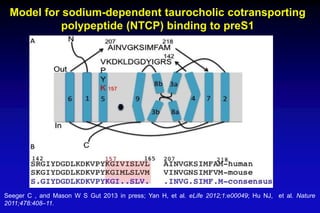 Model for sodium-dependent taurocholic cotransporting
polypeptide (NTCP) binding to preS1
Seeger C , and Mason W S Gut 2013 in press; Yan H, et al. eLife 2012;1:e00049; Hu NJ, et al. Nature
2011;478:408–11.
 