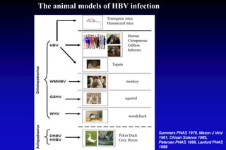 Transgenic mice
Humanized mice
Human
Chimpanzee
Gibbon
baboons
Tupaïa
Woolley monkey
Ground squirrel
American woodchuck
Pekin Duck
Grey Heron
Summers PNAS 1978, Mason J Virol
1981, Chisari Science 1985,
Petersen PNAS 1998, Lanford PNAS
1998
The animal models of HBV infection
 