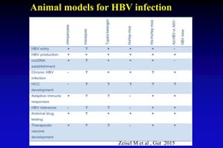 Animal models for HBV infection
Zeisel M et al , Gut 2015
 