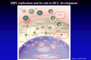 HBV replication and its role in HCC development
Wands, NEJM 2004
 