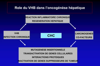 Role du VHB dans l’oncogénèse hépatique
VHB
INFECTION CHRONIQUE
CARCINOGENES
CO-FACTEURS
REACTION INFLAMMATOIRE CHRONIQUE
REGENERATION HEPATIQUE
MUTAGENESE INSERTIONNELE
TRANSACTIVATION DE GENES CELLULAIRES
INTERACTIONS PROTEIQUES
INACTIVATION DE GENES SUPPRESSEURS DE TUMEUR
CHC
 
