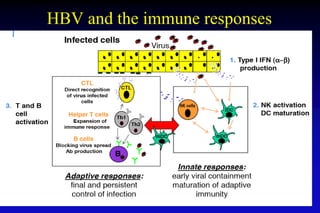 HBV and the immune responses
 