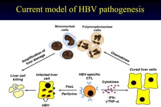 Current model of HBV pathogenesis
 