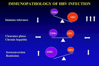 IMMUNOPATHOLOGY OF HBV INFECTION
Immune tolerance
Clearance phase
Chronic hepatitis
Seroconversion
Remission
CD8+
HBV
CD8+ HBV
CD8+
HBV
 