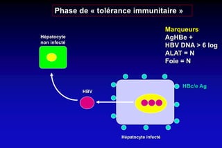 Hépatocyte infecté
HBV
Hépatocyte
non infecté
Phase de « tolérance immunitaire »
Marqueurs
AgHBe +
HBV DNA > 6 log
ALAT = N
Foie = N
HBc/e Ag
 