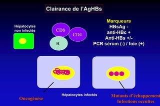 Hépatocytes infectés
Hépatocytes
non infectés
Marqueurs
HBsAg -
anti-HBc +
Anti-HBs +/-
PCR sérum (-) / foie (+)
Clairance de l’AgHBs
Mutants d’échappement
Infections occultes
Oncogénèse
CD8
CD4
B
 