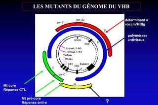 LES MUTANTS DU GÉNOME DU VHB
déterminant a
vaccin/HBIg
polymérase
antiviraux
Mt pré-core
Réponse anti-e ?
Mt core
Réponse CTL
 
