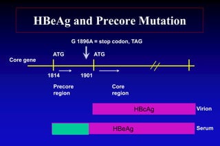 HBeAg and Precore Mutation
1814 1901
Precore Core
region region
HBcAg
HBeAg
G 1896A = stop codon, TAG
ATG ATG
Virion
Serum
Core gene
 