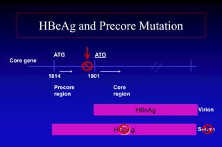 HBeAg and Precore Mutation
1814 1901
Precore Core
region region
HBcAg
HBeAg
ATG ATG
Virion
Serum
Core gene
 