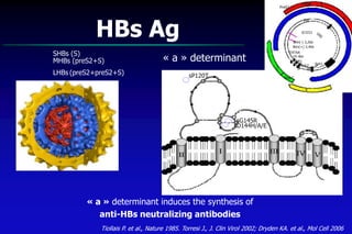 COOH
137
149
107
99 NH2
S - S
S - S S - S
S-S
138
139
147
Tiollais P. et al., Nature 1985. Torresi J., J. Clin Virol 2002; Dryden KA. et al., Mol Cell 2006
« a » determinant
HBs Ag
« a » determinant induces the synthesis of
anti-HBs neutralizing antibodies
sG145R
sP120T
sD144H/A/E
PreS1
PreS2
SPol
Pré-C
C
Brin(+) 2,4kb
Brin(-) 3,2kb
X
TATAA
U5-like
DR1
DR2
Enh1Enh2
0/3221
SHBs (S)
MHBs (preS2+S)
LHBs (preS2+preS2+S)
 