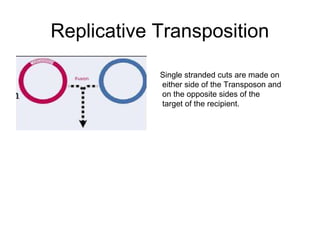 Replicative Transposition
Single stranded cuts are made on
either side of the Transposon and
on the opposite sides of the
target of the recipient.
 