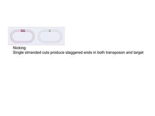 Nicking
Single strranded cuts produce staggered ends in both transposon and target
 