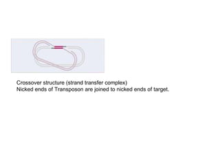 Crossover structure (strand transfer complex)
Nicked ends of Transposon are joined to nicked ends of target.
 
