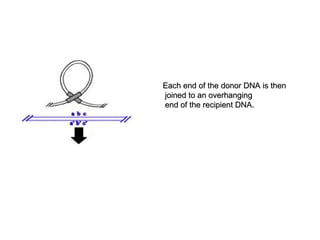 Each end of the donor DNA is thenEach end of the donor DNA is then
joined to an overhangingjoined to an overhanging
end of the recipient DNA.end of the recipient DNA.
 