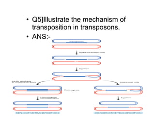 • Q5]Illustrate the mechanism of
transposition in transposons.
• ANS:-
 