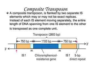 Composite Transposon
A composite transposon, is flanked by two separate ISA composite transposon, is flanked by two separate IS
elements which may or may not be exact replicas.elements which may or may not be exact replicas.
Instead of each IS element moving separately, the entireInstead of each IS element moving separately, the entire
length of DNA spanning from one IS element to the otherlength of DNA spanning from one IS element to the other
is transposed as one complete unitis transposed as one complete unit..
IR IR
 