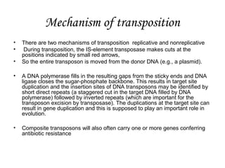 Mechanism of transposition
• There are two mechanisms of transposition replicative and nonreplicative
• During transposition, the IS-element transposase makes cuts at the
positions indicated by small red arrows,
• So the entire transposon is moved from the donor DNA (e.g., a plasmid).
• A DNA polymerase fills in the resulting gaps from the sticky ends and DNA
ligase closes the sugar-phosphate backbone. This results in target site
duplication and the insertion sites of DNA transposons may be identified by
short direct repeats (a staggered cut in the target DNA filled by DNA
polymerase) followed by inverted repeats (which are important for the
transposon excision by transposase). The duplications at the target site can
result in gene duplication and this is supposed to play an important role in
evolution.
• Composite transposons will also often carry one or more genes conferring
antibiotic resistance
 