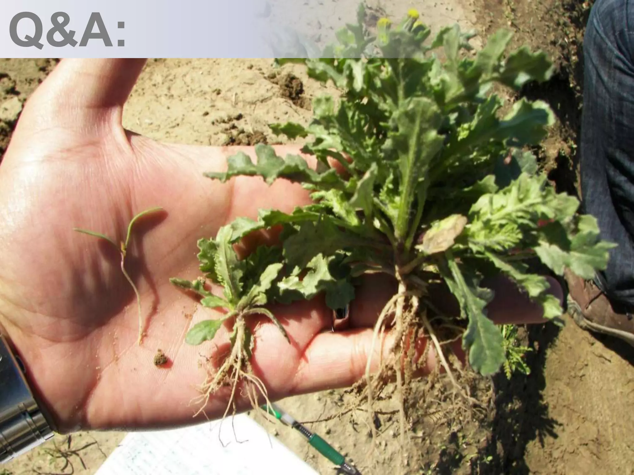 Distribution Network