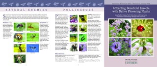 Extension Bulletin E-2973 • Revised • January 2008




                                                                                                                                                                                                                                                                                                                                       Attracting Beneficial Insects
       N A T U R A L                                                                      E N E M I E S                                                                                           P O L L I N A T O R S
                                                                                                                                                                                                                                                                                                                                       with Native Flowering Plants
                                                                                                                                                                                   ollinating insects play a                                                                                     Colletidae (cellophane bees, not

                                                                                                                                                                           P
       ome insects eat other insects and can provide natural pest control on farms and in gardens. These natural

S
                                                                                                                                                                                                                                                 J. Tuell                             J. Tuell
                                                                                                                                                                                                                                                                                                                                          Anna Fiedler, Julianna Tuell, Rufus Isaacs, and Doug Landis
       enemies can be divided into two groups — predators and parasitoids. Many predators and parasitoids are                                                                      critical role in maintaining                                                                                  shown). Some of the more com-
       attracted to flowering plants, where they obtain pollen and nectar that help increase their life span and ability                                                           productive natural plant                                                                                      mon species in these groups are
                                                                                                                                                                                                                                                                                                                                            Department of Entomology, Michigan State University
to lay eggs. The table in this bulletin can be used to select plants that provide flowers for these insects through the                                                    communities, and they also polli-                                                                                     pictured here.
growing season.                                                                                                                                                            nate most crop plants grown for
                                                                                                                                                                                                                                                                                                 Most bee species are solitary
                                                                                                                                                                           their fruits, vegetables, nuts,
                                                                                                                                                                                                                                                                                                 (each female produces offspring in
                                                              Howard Russell         Jim Kalisch & Tom Clark, University of Nebraska-Lincoln                               seeds, and fiber. Bees are excel-
Predators eat many                                                                                                                             Parasitoids seek                                                               Honey bee                                Bumble bee                her own nest), with only one gen-
                                                                                                                                                                           lent pollinators because they
prey in a lifetime, feed-                                                                                                                      other insects as hosts                                                                            J. Tuell                             J. Tuell   eration of bees per year. However,
                                                                                                                                                                           spend most of their adult lives col-
ing both as young and as                                                                                                                       in which to lay their                                                                                                                             some of the most abundant
                                                                                                                                                                           lecting pollen to feed to their
adults, and include some                                                                                                                       eggs. Each egg hatches                                                                                                                            species, such as honey bees and
                                                                                                                                                                           developing offspring. The plumed
bugs, beetles, flies,                                                                                                                          within the host, and                                                                                                                              bumble bees, are social, working
                                                                                                                                                                           hairs on their bodies attract pollen
lacewings and spiders.                                                                                                                         the young feed and                                                                                                                                together to provision a single nest
                                                                                                                                                                           grains, and “brushes” on their legs
All shown here eat                                                                                                                             develop within that                                                                                                                               in which a queen presides and pro-
                                   Minute pirate bug                                               Braconid wasp                                                           enable them to collect pollen and
small, soft-bodied                                                                                                                             single host, eventually                                                                                                                           duces multiple generations per
                                                                                                                                                                           carry it back to the nest. Flowers               Carpenter bee                             Andrenid bee
insects and help control                                            D. Landis        Jim Kalisch & Tom Clark, University of Nebraska-Lincoln
                                                                                                                                               killing it. Parasitoids                                                                                                                           year. Bees with multiple genera-
                                                                                                                                                                           provide energy in the form of nec-                                   J. Tuell                              J. Tuell
aphid, whitefly, and                                                                                                                           are most commonly                                                                                                                                 tions per year need food resources
                                                                                                                                                                           tar, and many bees have long
mealybug populations.                                                                                                                          small wasps. Hosts can                                                                                                                            (pollen and nectar) across most of
                                                                                                                                                                           tongues that allow them to reach
Spiders will also eat                                                                                                                          be from almost any                                                                                                                                the growing season to build their
                                                                                                                                                                           into deep flowers that other
larger insects.                                                                                                                                insect group, including                                                                                                                           colonies. Providing plants with
                                                                                                                                                                           insects cannot use.
                                                                                                                                               beetle larvae, cater-                                                                                                                             overlapping bloom periods in a
                                                                                                                                               pillars, flies, and other   Five major bee families are found                                                                                     landscape will help these bees
                                        Lady beetle                                             Ichneumonid wasp                               wasps.                      in the Midwest: Apidae (honey                 Sweat bee, brown                           Sweat bee, green             survive and prosper. The table in
                                                                    A. Fiedler                                             Gerald J. Lenhard
                                                                                                                                                                           bees, bumble bees, carpenter bees,        S. Bambara, N. Carolina State Univ.                              J. Tuell   this bulletin can be used to select
                                                                                                                                               For more information        and a diverse group of solitary                                                                                       plants that will provide flowers
                                                                                                                                               on natural enemies,         soil-nesting bees), Andrenidae                                                                                        through the growing season.
                                                                                                                                               please see the Other        (andrenid bees), Halictidae
                                                                                                                                               Resources section on                                                                                                                              For more information on
                                                                                                                                                                           (sweat bees), Megachilidae
                                                                                                                                               page 5.                                                                                                                                           pollinators, please see the
                                                                                                                                                                           (leafcutter and mason bees), and
                                                                                                                                                                                                                                                                                                 Other Resources section below.
                                                                                                                                                                                                                              Mason bee                              Leafcutter bee
                                        Syrphid fly                                                 Chalcid wasp
                                   David Keith, University of Nebraska-Lincoln
                                                                                                                                                                           Other Resources
                                                                                                                                                                           Enhancing Beneficial Insects with Native Plants Web site:                            Gardiner, M., C. DiFonzo, M. Brewer and T. Noma. 2006.
                                                                                                                                                                           www.nativeplants.msu.edu                                                             Identifying Natural Enemies in Crops and Landscapes. Extension
                                                                                                                                                                           Flint, M.L., and S.H. Dreistadt. 1998. Natural Enemies                               bulletin E-2949. East Lansing, Mich.: Michigan State
                                                                                                                                                                           Handbook: the Illustrated Guide to Biological Pest Control.                          University.
                                                                                                                                                                           Publication 3386. Berkely, CA: University of California Press,                       Shepherd, M., S.L. Buchmann, M. Vaughan and S.H. Black.
                                                                                                                                                                           Division of Agriculture and Natural Resources.                                       2003. Pollinator Conservation Handbook. Portland, Ore.: The
                                                                                                                                                                                                                                                                Xerces Society.
                                        Crab spider
                                                                                 4                                                                                                                                                                          5
 