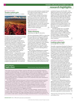 NATURE PLANTS | VOL 1 | APRIL 2015 | www.nature.com/natureplants 1
PUBLISHED: 7 APRIL 2015 | ARTICLE NUMBER: 15042 –15045
research highlights
ARCTIC ECOSYSTEMS
Tundra carbon gain
Glob. Change Biol. http://doi.org/2v7 (2015)
Deciduous shrubs are becoming increasingly
common in arctic tundra landscapes,
typically dominated by evergreens,
graminoids and cryptogams. This shift in
community composition could fuel carbon
uptake in these systems, according to a
one-year study of Alaskan tundra phenology.
Shannan Sweet, at Columbia University,
and colleagues compared the phenology
and productivity of two types of tundra in
Alaska — one dominated by evergreens
and graminoids and the other by
deciduous shrubs — using remotely sensed
measurements of canopy reflectance and
numerical models. Canopies dominated
by deciduous shrubs greened up faster,
and reached the period of peak greenness
13 days earlier, than canopies dominated by
evergreens and graminoids. As a result, the
peak season in the deciduous canopies lasted
an average of 10 days longer. Leaf area was
also greater in these ecosystems.
The deciduous canopies took up three
times more carbon over the course of the
growing season than the evergreen- and
graminoid-dominated canopies, due to the
longer peak season and increased leaf area;
peak season extension accounted for over
70% of this response. As such, the researchers
suggest that future increases in deciduous
shrub abundance in these systems could
enhance tundra carbon gain. AA
INSECT RESISTANCE
Triple whammy
Nature Biotechnol. 33, 301–305 (2015)
The brown planthopper (BPH) is a major pest
for rice production, causing up to 60% loss
of yield in affected crops. Multiple biotypes
and continuous evolution of BPH rapidly
circumvent conventional methods of pest
control. Instead, Yuqiang Liu, at the Nanjing
Agricultural University, and colleagues
have employed genes within a previously
reported resistance locus, Bph3, to induce a
broad-spectrum and an enduring defence
against BPH.
Rice varieties exhibiting insect resistance
due to the Bph3 locus have been used for
more than 30 years. Liu et al. used populations
derived from a cross between the resistant
rice variety Rathu Heenati and the susceptible
variety 02428 to map the Bph3 locus to a
79 kb region on chromosome 4, where four
genes (OsLecRK1–4) encoding lectin receptor
kinases were found. BPH-resistant lines had
an identical sequence for OsLecRK1–3 but
different sequences for OsLecRK4, indicating
that the three-gene cluster (OsLecRK1–3)
without OsLecRK4 represents Bph3. Indeed,
BPH infestation dramatically induced the
expression of OsLecRK1 and OsLecRK3 in
resistant plants but not in their susceptible
cousins, suggesting Bph3 increases the
resistance by enhancing the inducible
expression of lectin receptor kinases. This
hypothesis was verified in transgenic rice
lines over- or under-expressing the three
OsLecRK genes.
Introducing Bph3 into a susceptible
japonica variety, Ningjing 3, through
marker-assisted selection significantly
enhanced the resistance to BPH and white
back planthopper. The gene cluster thus
provides a valuable tool for breeding
rice with broad-spectrum and durable
insect resistance. JL
MEASURING CHLOROPHYLL
Looking-glass logic
Lab Chip 15, 1708–1716 (2015)
Wearable computing technology has begun to
be used in medicine to aid both training and
clinical practice, but fewer scientific uses have
been found elsewhere. Bingen Cortazar and
colleagues in the Department of Electrical
Engineering at the University of California
Los Angeles have employed Google Glass as a
flexible spectrophotometer for measuring the
chlorophyll content of leaves in the field.
The chlorophyll content of leaves is an
indicator of many aspects of both plant
health and the environment. Standard
assays destroy the leaf through chemical
extraction, need to be performed in a lab and
take time to yield results. Portable devices
exist to spectrophotometrically estimate
chlorophyll, but these are relatively expensive
and inflexible. With the UCLA team’s system
a leaf is put in a 3D-printed holder and
illuminated by LEDs powered by three AAA
batteries. Images of the leaf taken by Google
Glass worn by the experimenter are wirelessly
exported to a web-based application that
returns a value for chlorophyll content in
around ten seconds.
Cortazar et al. calibrated their system
against five species in the UCLA Botanical
Gardens and could immediately estimate
chlorophyll content from ten randomly
chosen and unrelated species. The Google
Glass system is not quite as accurate as a
specialist meter but its convenience, speed and
cost-effectiveness should make it an attractive
alternative, especially in remote locations. CS
Written by Anna Armstrong, Jun Lyu, Chris Surridge
and Guillaume Tena.
The innate immune system of higher organisms efficiently senses potentially dangerous
microbes by detecting foreign, conserved molecular patterns such as flagellin — part of the
flagellum present in many bacteria. In both plants and mammals this recognition is achieved
by membrane pattern recognition receptors (PRRs). In another example of independent
and convergent evolution, Stefanie Ranf and colleagues have identified the sensor for
lipopolysaccharide (LPS) in Arabidopsis, which is one component of the outer membrane of
Gram-negative bacteria.
LPS is also called an endotoxin because it induces a potent immune response in animals
that can lead to septic shock and death. In mammals, it is sensed by the receptor TLR4 — 
a Nobel Prize winning discovery. The authors isolate a mutant, named lore, in which
LPS-induced calcium influx is abolished. The corresponding gene encodes a member of
the B-type lectin domain receptor-like kinase subfamily. It confers LPS responsiveness
by inducing downstream immune responses, making plants more resistant to bacterial
infection, and is responsible for LPS-triggered immunity.
LORE is restricted to the genomes of crucifers, including cabbages, oilseeds and cress.
However, when expressed in tobacco it confers LPS sensitivity, confirming that interfamily
transfer of PRRs can broaden the range of pathogen detection, like adding more antennas to
an air defence radar station, making this strategy of potential interest in crop engineering. GT
INNATE IMMUNITY
Septic shock Nature Immunol. http://doi.org/2v8 (2015)
RONNIEBRUGGE/ALAMY
© 2015 Macmillan Publishers Limited. All rights reserved
 