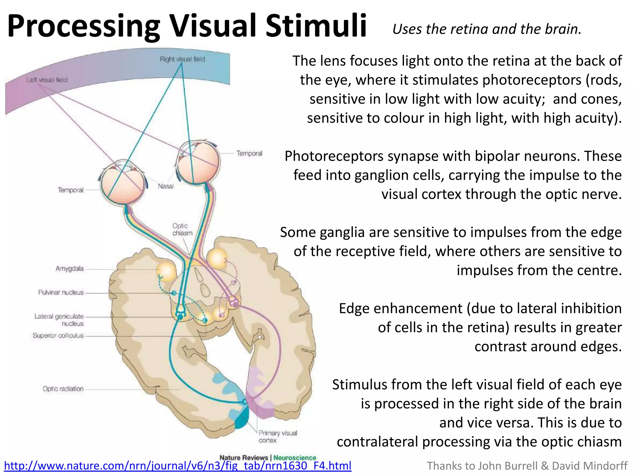 Processing Visual Stimuli                                             Uses the retina and the brain.

                                                    The lens focuses light onto the retina at the back of
                                                           the eye, where it stimulates photoreceptors
                                                       (rods, sensitive in low light with low acuity; and
                                                       cones, sensitive to colour in high light, with high
                                                                                                  acuity).

                                                  Photoreceptors synapse with bipolar neurons. These
                                                   feed into ganglion cells, carrying the impulse to the
                                                                visual cortex through the optic nerve.

                                                  Some ganglia are sensitive to impulses from the edge
                                                    of the receptive field, where others are sensitive to
                                                                              impulses from the centre.

                                                            Edge enhancement (due to lateral inhibition
                                                                  of cells in the retina) results in greater
                                                                                   contrast around edges.

                                                            Stimulus from the left visual field of each eye
                                                                is processed in the right side of the brain
                                                                              and vice versa. This is due to
                                                             contralateral processing via the & Davidchiasm
http://www.nature.com/nrn/journal/v6/n3/fig_tab/nrn1630_F4.html             Thanks to John Burrell optic Mindorff
 