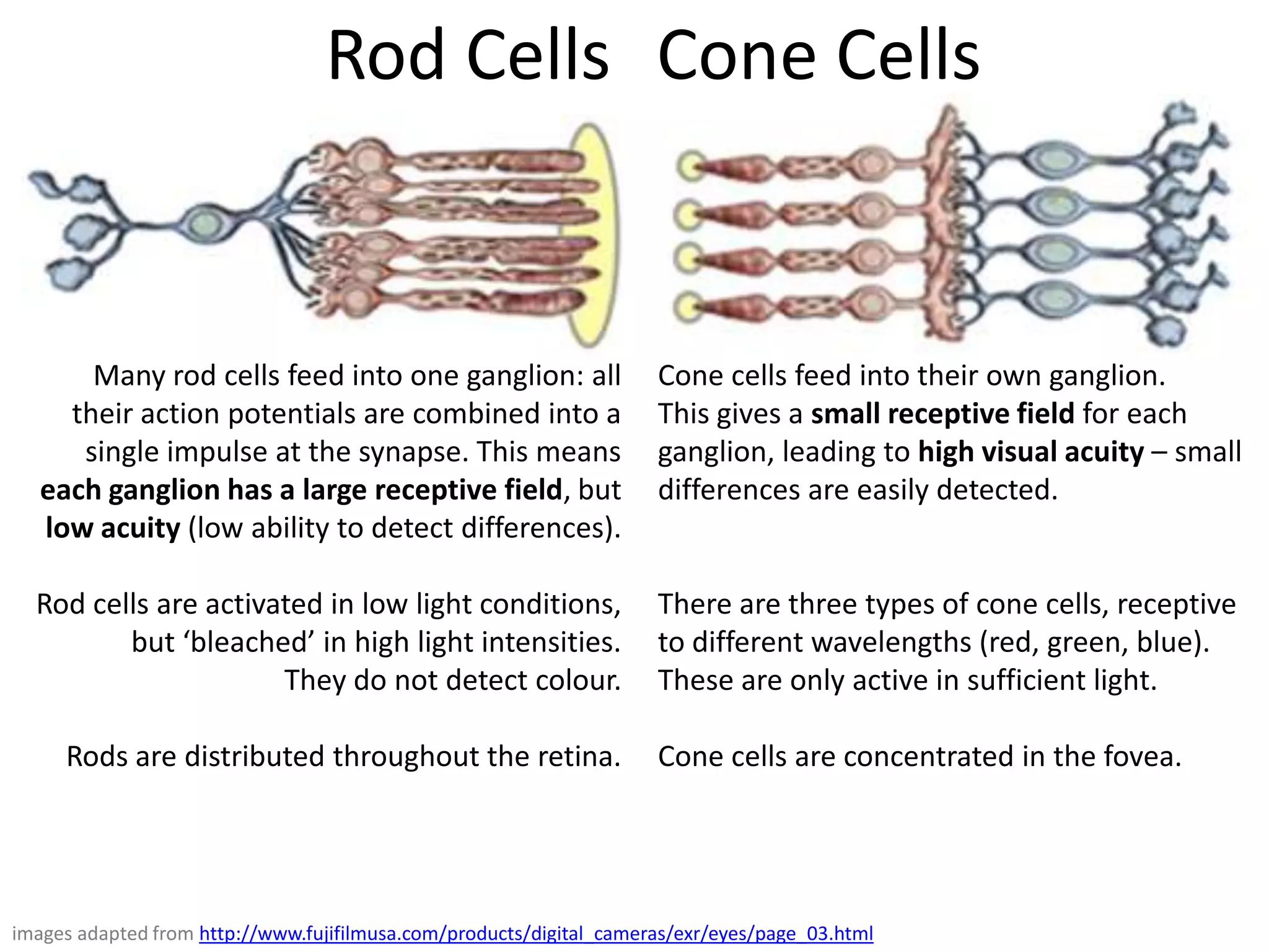 Rod Cells Cone Cells


       Many rod cells feed into one ganglion: all                    Cone cells feed into their own ganglion.
     their action potentials are combined into a                     This gives a small receptive field for each
      single impulse at the synapse. This means                      ganglion, leading to high visual acuity – small
   each ganglion has a large receptive field, but                    differences are easily detected.
   low acuity (low ability to detect differences).

                Rod cells are activated in low light                 There are three types of cone cells, receptive
            conditions, but ‘bleached’ in high light                 to different wavelengths (red, green, blue).
                                        intensities.                 These are only active in sufficient light.
                        They do not detect colour.
                                                                     Cone cells are concentrated in the fovea.
     Rods are distributed throughout the retina.



images adapted from http://www.fujifilmusa.com/products/digital_cameras/exr/eyes/page_03.html
 