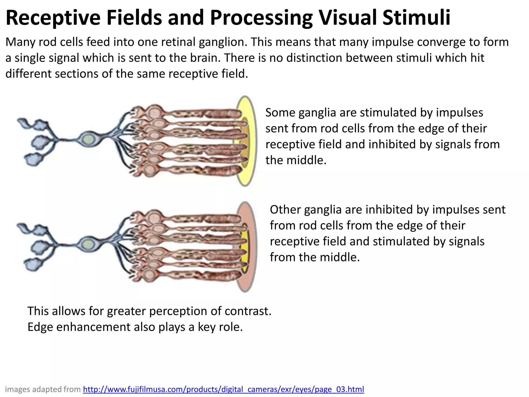 Receptive Fields and Processing Visual Stimuli
Many rod cells feed into one retinal ganglion. This means that many impulse converge to form
a single signal which is sent to the brain. There is no distinction between stimuli which hit
different sections of the same receptive field.

                                                                   Some ganglia are stimulated by impulses
                                                                   sent from rod cells from the edge of their
                                                                   receptive field and inhibited by signals from
                                                                   the middle.


                                                                    Other ganglia are inhibited by impulses sent
                                                                    from rod cells from the edge of their
                                                                    receptive field and stimulated by signals
                                                                    from the middle.



     This allows for greater perception of contrast.
     Edge enhancement also plays a key role.



images adapted from http://www.fujifilmusa.com/products/digital_cameras/exr/eyes/page_03.html
 