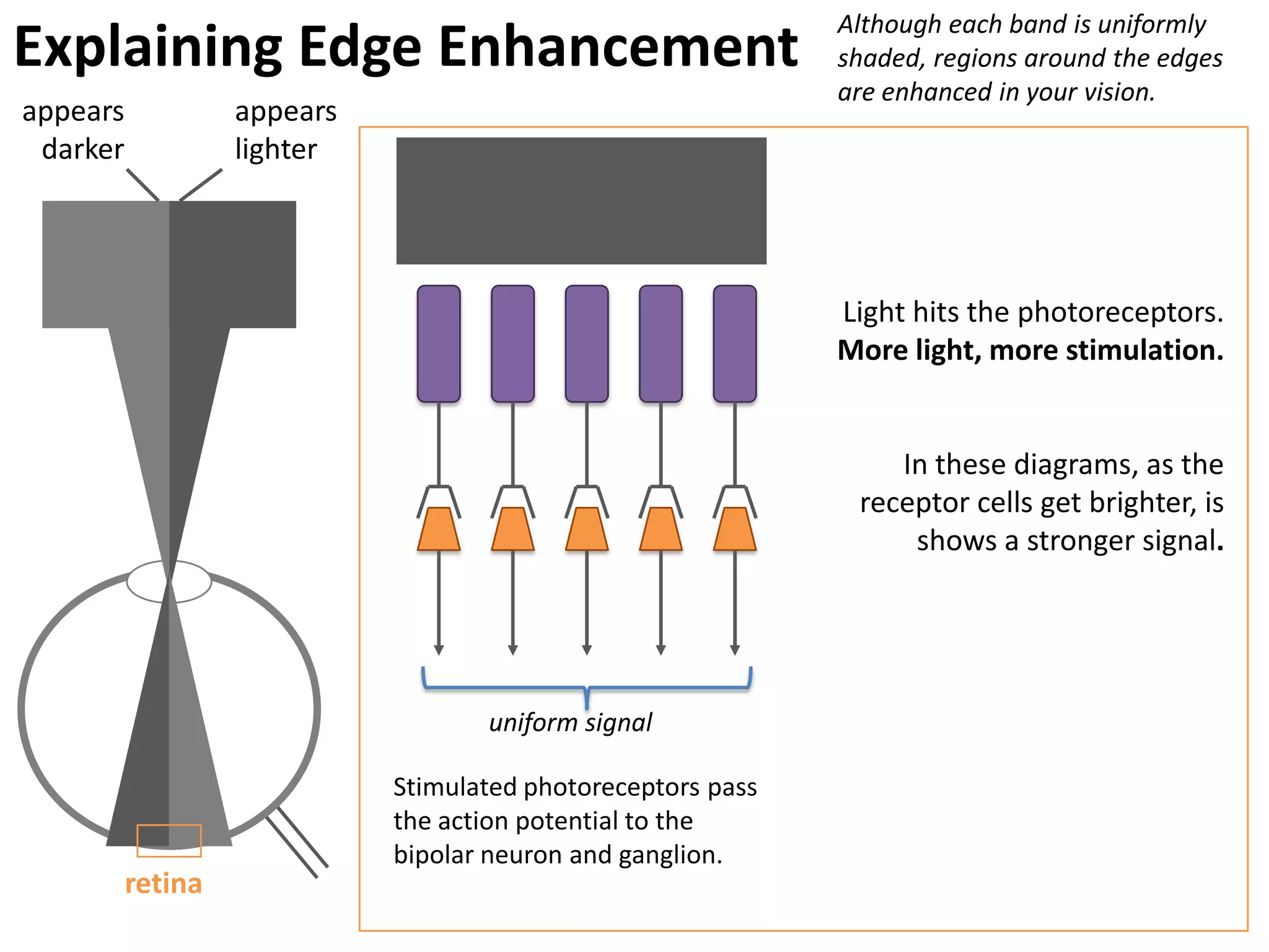Although each band is uniformly
Explaining Edge Enhancement                                   shaded, regions around the edges
                                                              are enhanced in your vision.
appears            appears
 darker            lighter




                                                              Light hits the photoreceptors.
                                                              More light, more stimulation.


                                                                  In these diagrams, as the
                                                               receptor cells get brighter, is
                                                                   shows a stronger signal.




                                    uniform signal

                             Stimulated photoreceptors pass
                             the action potential to the
                             bipolar neuron and ganglion.
          retina
 