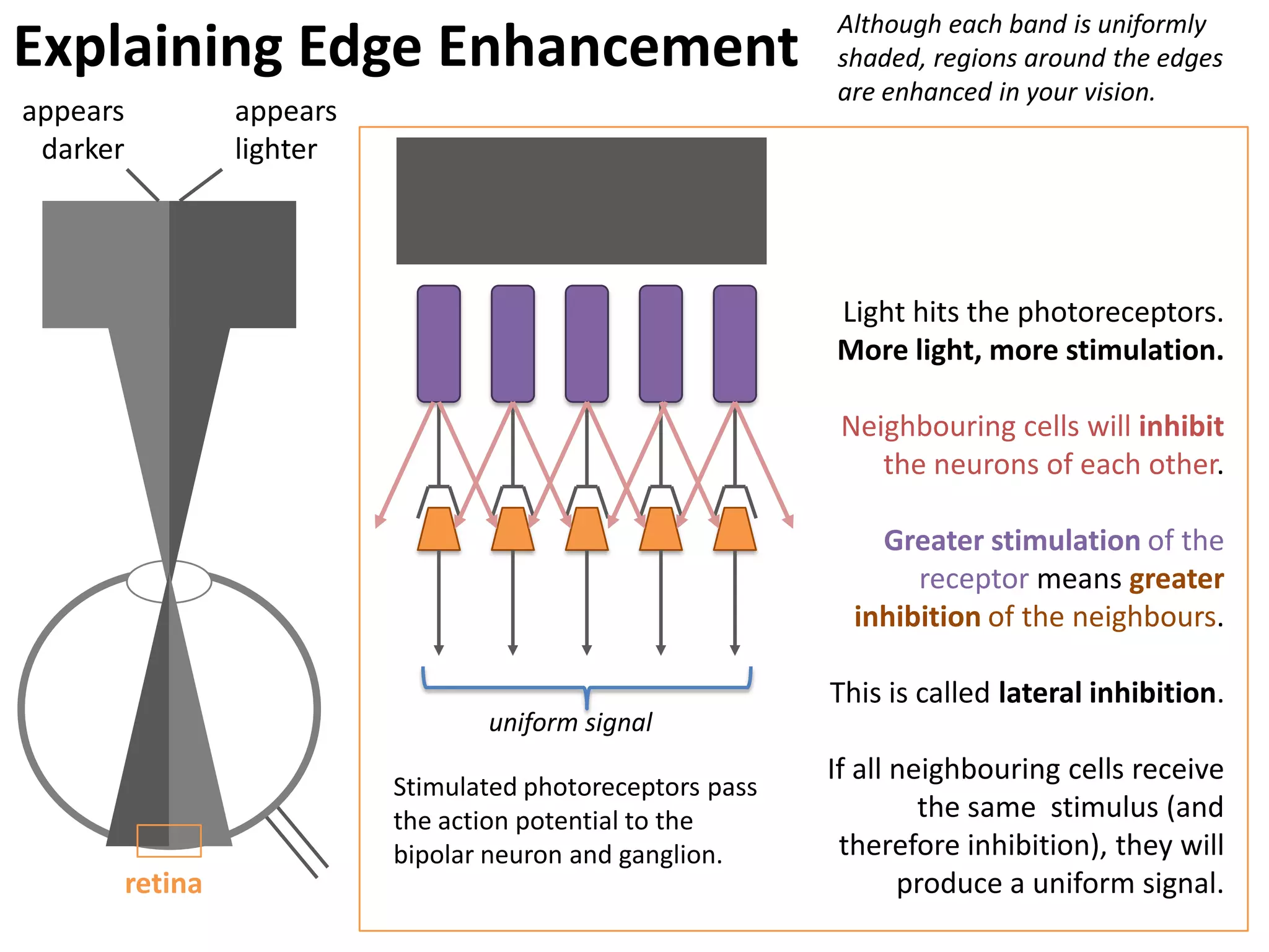 Although each band is uniformly
Explaining Edge Enhancement                                   shaded, regions around the edges
                                                              are enhanced in your vision.
appears            appears
 darker            lighter




                                                              Light hits the photoreceptors.
                                                              More light, more stimulation.

                                                               Neighbouring cells will inhibit
                                                                  the neurons of each other.

                                                                  Greater stimulation of the
                                                                     receptor means greater
                                                                inhibition of the neighbours.

                                                              This is called lateral inhibition.
                                    uniform signal
                                                              If all neighbouring cells receive
                             Stimulated photoreceptors pass
                             the action potential to the               the same stimulus (and
                             bipolar neuron and ganglion.      therefore inhibition), they will
          retina                                                     produce a uniform signal.
 