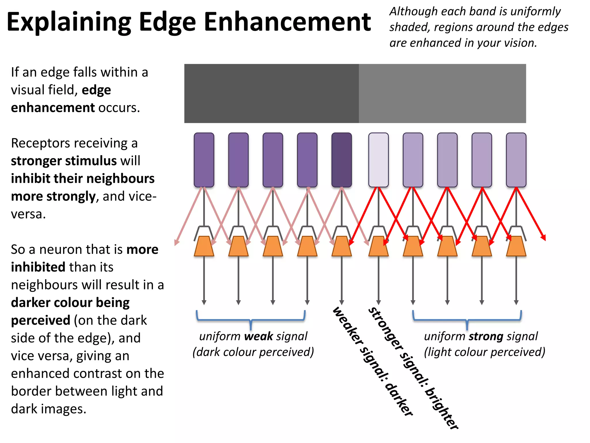 Although each band is uniformly
Explaining Edge Enhancement                             shaded, regions around the edges
                                                        are enhanced in your vision.

If an edge falls within a
visual field, edge
enhancement occurs.

Receptors receiving a
stronger stimulus will
inhibit their neighbours
more strongly, and vice-
versa.

So a neuron that is more
inhibited than its
neighbours will result in a
darker colour being
perceived (on the dark
side of the edge), and         uniform weak signal            uniform strong signal
vice versa, giving an         (dark colour perceived)         (light colour perceived)
enhanced contrast on the
border between light and
dark images.
 