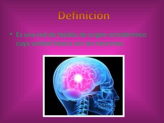 Es una red de tejidos de origen ectodérmico cuya unidad básica son las neuronas. 