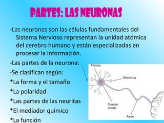 -Las neuronas son las células fundamentales del Sistema Nervioso representan la unidad atómica del cerebro humano y están especializadas en procesar la información. -Las partes de la neurona: -Se clasifican según: *La forma y el tamaño *La polaridad *Las partes de las neuritas *El mediador químico *La función Partes: Las neuronas 