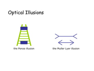 Optical Illusions
the Ponzo illusion the Muller Lyer illusion
 