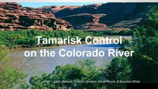 Tamarisk Control
on the Colorado River
Justin Beckett, Connor Lambert, Jesse Morris, & Brandon White
 