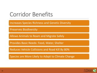 Corridor Benefits
Increases Species Richness and Genetic Diversity
Preserves Biodiversity
Allows Animals to Roam and Migrate Safely
Provides Basic Needs: Food, Water, Shelter
Reduces Vehicle Collisions and Road Kill By 80%
Species are More Likely to Adapt to Climate Change
10
 
