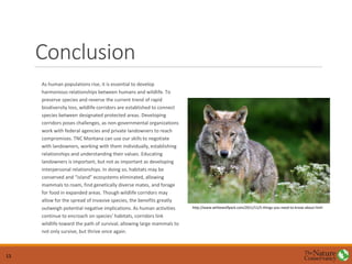 Conclusion
As human populations rise, it is essential to develop
harmonious relationships between humans and wildlife. To
preserve species and reverse the current trend of rapid
biodiversity loss, wildlife corridors are established to connect
species between designated protected areas. Developing
corridors poses challenges, as non-governmental organizations
work with federal agencies and private landowners to reach
compromises. TNC Montana can use our skills to negotiate
with landowners, working with them individually, establishing
relationships and understanding their values. Educating
landowners is important, but not as important as developing
interpersonal relationships. In doing so, habitats may be
conserved and “island” ecosystems eliminated, allowing
mammals to roam, find genetically diverse mates, and forage
for food in expanded areas. Though wildlife corridors may
allow for the spread of invasive species, the benefits greatly
outweigh potential negative implications. As human activities
continue to encroach on species’ habitats, corridors link
wildlife toward the path of survival, allowing large mammals to
not only survive, but thrive once again.
13
http://www.whitewolfpack.com/2011/11/5-things-you-need-to-know-about.html
 