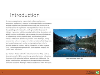 Introduction
As human populations rise exponentially and encroach on more
ecosystems, biodiversity is expected to reduce worldwide. Anthropogenic
activities have led to exacerbated climate change, the introduction of
invasive species, the exploitation and degradation of natural resources,
disrupted biogeochemical cycles, and fragmented landscapes and
habitats. Fragmented habitats inevitably lead to habitat destruction, with
wildlife corridors established to link these areas. Corridors allow species
to roam through various protected areas, thus promoting species
richness and diversity. Establishing corridors poses challenges, forcing
compromises between non-governmental organizations, federal agencies
and private landowners. A number of organizations have united to
promote large-scale corridors like The Yellowstone to Yukon Initiative
(Y2Y), connecting both fragmented and protected areas between the
United States and Canada.
Our Montana chapter within The Nature Conservancy (TNC) needs to
become involved in Y2Y to propel change within the Greater Yellowstone
Ecosystem (GYE), extending to Glacier National Park and beyond. Our
proven communication and negotiation skills would help to effectively
overcome landowner challenges and boost biodiversity within this region.
Glenns Lake in Glacier National Park
4
 