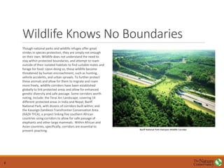 Wildlife Knows No Boundaries
Though national parks and wildlife refuges offer great
strides in species protection, they are simply not enough
on their own. Wildlife does not understand the need to
stay within protected boundaries, and attempt to roam
outside of their isolated habitats to find suitable mates and
forage for food. Upon doing so, these wildlife become
threatened by human encroachment, such as hunting,
vehicle accidents, and urban sprawls. To further protect
these animals and allow for them to migrate and roam
more freely, wildlife corridors have been established
globally to link protected areas and allow for enhanced
genetic diversity and safe passage. Some corridors worth
noting, include: the Terai Arc Landscape, covering 14
different protected areas in India and Nepal; Banff
National Park, with dozens of corridors built within; and
the Kavango Zambezo Transfrontier Conservation Area
(KAZA TFCA), a project linking five southern African
countries using corridors to allow for safe passage of
elephants and other large mammals., Within African and
Asian countries, specifically, corridors are essential to
prevent poaching. Banff National Park Overpass Wildlife Corridor
6
 