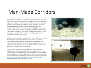 Man-Made Corridors
Several types of corridors are common: man-made, natural, and large-
scale. Man-made corridors primarily allow animals to cross over major
highways and urban areas. These man-made corridors primarily allow
animals to cross over major highways, roads, and urban areas. The
most widely used man-made corridors are underpasses and
overpasses. Overpasses are like those connecting different segments
of Banff National Park (page 5), allowing for wildlife to cross over the
TransCanada Highway, or other major highways within the Y2Y region.
Underpasses similarly allow animals to cross highways, though
underneath, similar to wide tunnels.
Wildlife corridors must be conceptualized in terms of function, making
their design as operational, efficient, and successful as possible.
Corridor requirements depend on the targeted species and their
migratory patterns, though corridors should usually be built with the
keystone species in mind, with the hope that protecting its naturally
wide range will also protect other species.
In general, the wider the corridor the better, with ample native
vegetation and natural open space. The more vegetation, the more
sound-proof the corridor becomes, mimicking forests. Wider corridors
limit the presence of invasive species and allow for as many animals as
possible to navigate through them. Though these corridors sometimes
take time for animals to understand their use and value, large,
roaming mammals often take to them quickly.
8
http://mediad.publicbroadcasting.net/p/wpr/files/201201/wildlife_underpass.jpg
http://arc-solutions.org/wp-content/uploads/
 