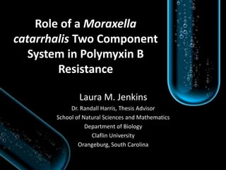 Role of a Moraxella 
catarrhalis Two Component 
System in Polymyxin B 
Resistance 
Laura M. Jenkins 
Dr. Randall Harris, Thesis Advisor 
School of Natural Sciences and Mathematics 
Department of Biology 
Claflin University 
Orangeburg, South Carolina 
 