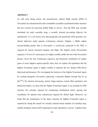 101
ABSTRACT
As with most flying insects, the asynchronous, indirect flight muscles (IFM) of
Drosophila are characterized by their remarkable crystalline myofilament lattice structure
that has evolved for powering skilled flight to survive. Also the IFM, gets neurally
stimulated for male courtship song, a sexually selected pre-mating behavior for
reproduction. It is not known how physiologically and genetically IFM generates two
distinct behaviors under separate evolutionary schemes. Flightin, a 20kDa orphan
myosin-binding protein that in Drosophila is exclusively expressed in the IFM, is
required for muscle structural integrity and flight. The flightin amino (N)-terminal
sequence (~63 aa in D. melanogaster) is highly variable, unlike the rest of the Drosophila
protein. Given the fast evolutionary trajectory and functional contribution of orphan
genes in novel adaptive species-specific traits, here we explore the hypothesis that the
flightin N-terminal region is highly variable to optimize the two distinct IFM driven
behavioral performances. We investigated the function of the flightin N-terminal region
by creating transgenic Drosophila expressing a truncated flightin missing first 62 aa
(flnN62
). By electron microscopy, fourier image analyses, muscle fiber mechanics and
behavioral studies, we show that the flightin N-terminal region is not essential for IFM
function, but critically required for maintaining myofilament lattice spacing and
crystallinity for optimal force transmission required for skilled flight. Moreover, we
found that the maintenance of the lattice structure by flightin N-terminal region is
required for tuning the muscle for sexually selected timely rhythms of courtship song,
notably interpulse interval (IPI) implicated in male reproductive success. Together these
 