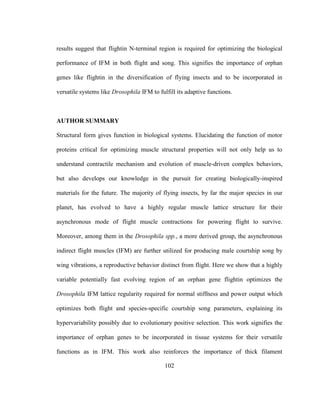 102
results suggest that flightin N-terminal region is required for optimizing the biological
performance of IFM in both flight and song. This signifies the importance of orphan
genes like flightin in the diversification of flying insects and to be incorporated in
versatile systems like Drosophila IFM to fulfill its adaptive functions.
AUTHOR SUMMARY
Structural form gives function in biological systems. Elucidating the function of motor
proteins critical for optimizing muscle structural properties will not only help us to
understand contractile mechanism and evolution of muscle-driven complex behaviors,
but also develops our knowledge in the pursuit for creating biologically-inspired
materials for the future. The majority of flying insects, by far the major species in our
planet, has evolved to have a highly regular muscle lattice structure for their
asynchronous mode of flight muscle contractions for powering flight to survive.
Moreover, among them in the Drosophila spp., a more derived group, the asynchronous
indirect flight muscles (IFM) are further utilized for producing male courtship song by
wing vibrations, a reproductive behavior distinct from flight. Here we show that a highly
variable potentially fast evolving region of an orphan gene flightin optimizes the
Drosophila IFM lattice regularity required for normal stiffness and power output which
optimizes both flight and species-specific courtship song parameters, explaining its
hypervariability possibly due to evolutionary positive selection. This work signifies the
importance of orphan genes to be incorporated in tissue systems for their versatile
functions as in IFM. This work also reinforces the importance of thick filament
 