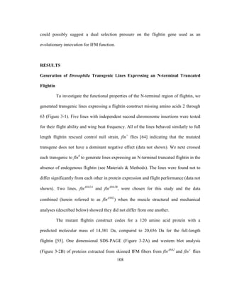 108
could possibly suggest a dual selection pressure on the flightin gene used as an
evolutionary innovation for IFM function.
RESULTS
Generation of Drosophila Transgenic Lines Expressing an N-terminal Truncated
Flightin
To investigate the functional properties of the N-terminal region of flightin, we
generated transgenic lines expressing a flightin construct missing amino acids 2 through
63 (Figure 3-1). Five lines with independent second chromosome insertions were tested
for their flight ability and wing beat frequency. All of the lines behaved similarly to full
length flightin rescued control null strain, fln+
flies [64] indicating that the mutated
transgene does not have a dominant negative effect (data not shown). We next crossed
each transgenic to fln0
to generate lines expressing an N-terminal truncated flightin in the
absence of endogenous flightin (see Materials & Methods). The lines were found not to
differ significantly from each other in protein expression and flight performance (data not
shown). Two lines, flnN62A
and flnN62B
, were chosen for this study and the data
combined (herein referred to as flnN62
) when the muscle structural and mechanical
analyses (described below) showed they did not differ from one another.
The mutant flightin construct codes for a 120 amino acid protein with a
predicted molecular mass of 14,381 Da, compared to 20,656 Da for the full-length
flightin [55]. One dimensional SDS-PAGE (Figure 3-2A) and western blot analysis
(Figure 3-2B) of proteins extracted from skinned IFM fibers from flnN62
and fln
flies
 